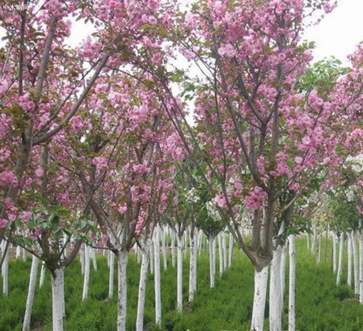 8公分櫻花樹什么價格