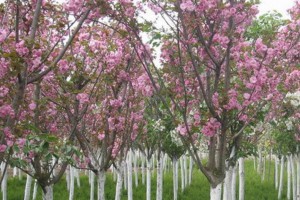 8公分櫻花樹什么價格