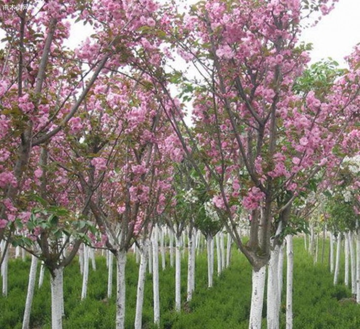 山東櫻花樹(shù)苗基地批發(fā)廠家
