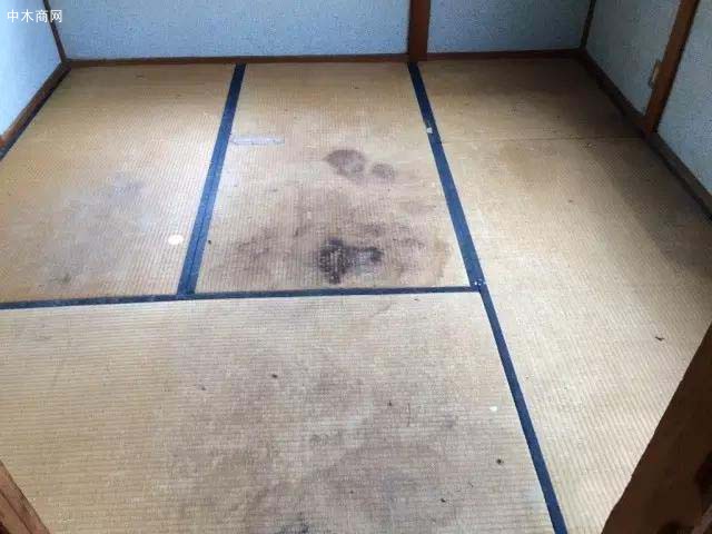 長期不換不曬不清潔的榻榻米會變成這樣