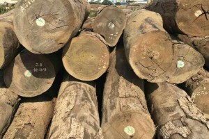 廠家直銷精品紅鐵木原木500方直徑50-110.公分優價處理