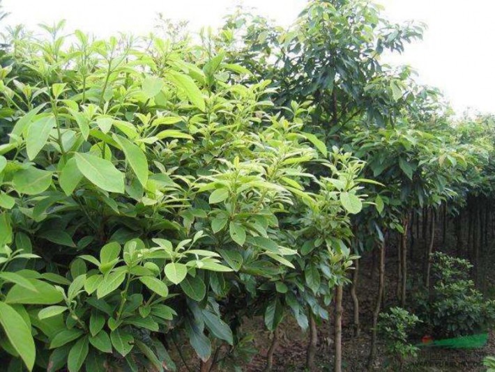 楠樹苗木批發(fā)
