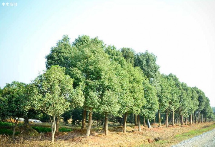 香樟樹主要適宜在熱帶及亞熱帶的環(huán)境氣候生長