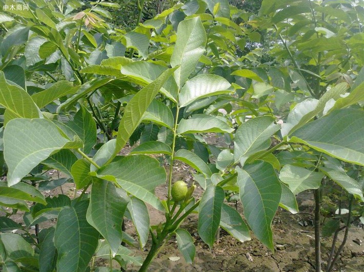 專業(yè)供應(yīng)核桃苗木,核桃苗量大從優(yōu)