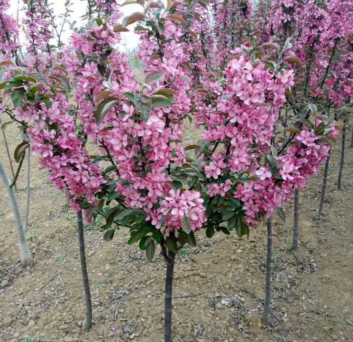 廠(chǎng)家直銷(xiāo)海棠苗木,山杏苗木,杜梨苗木,核桃苗木品種多質(zhì)量?jī)?yōu)