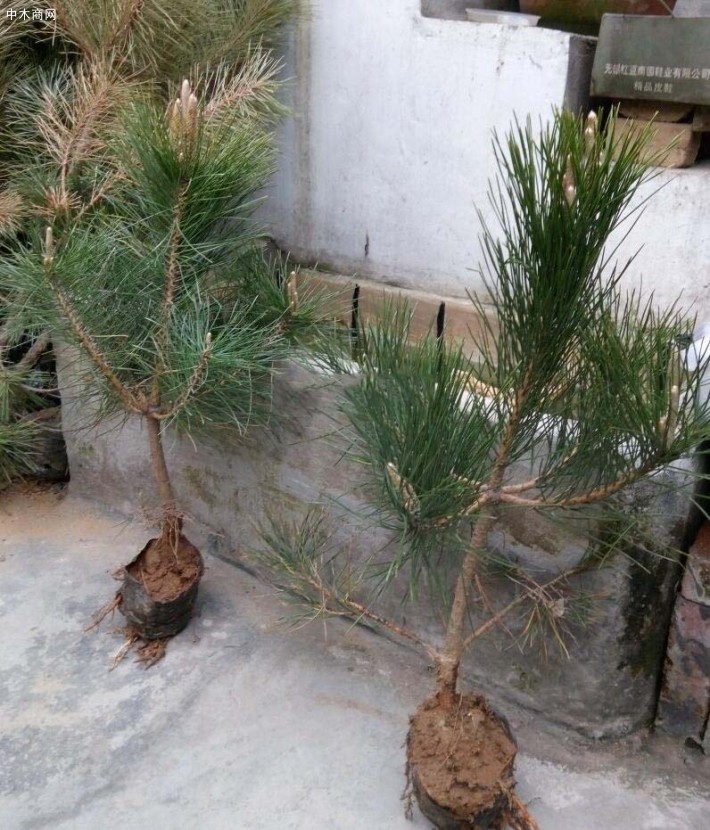 臨沂黑松苗價格,臨沂黑松苗基地,臨沂黑松苗批發
