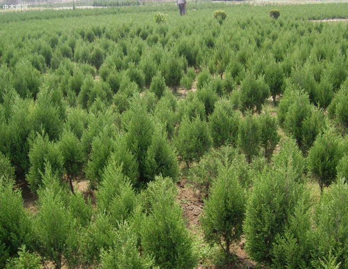 臨沂側柏苗苗木基地專業批發優質側柏苗苗木質優價廉