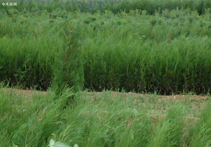 山東臨沂在哪里有80公分高優質側柏苗莒南順義苗木基地