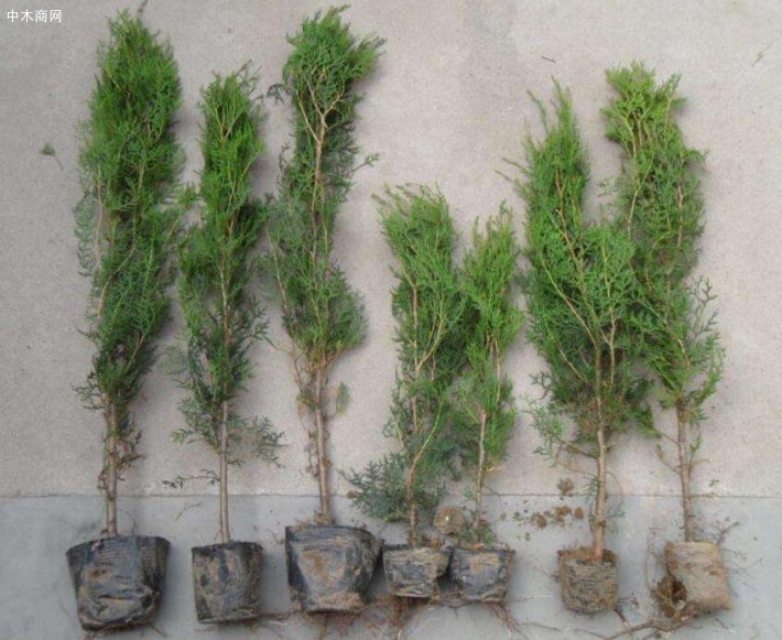 山東臨沂在哪里有80公分高優(yōu)質(zhì)側(cè)柏苗莒南順義苗木基地