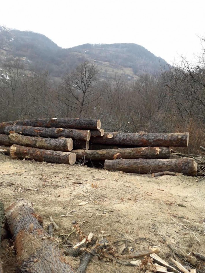 歐洲白橡木原木原產地直銷廠家