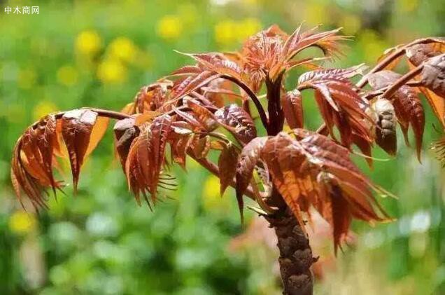 香椿樹生長出來的葉芽