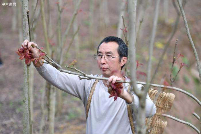 “中國香椿第一縣”迎豐收季 5萬椿農忙香椿芽價格