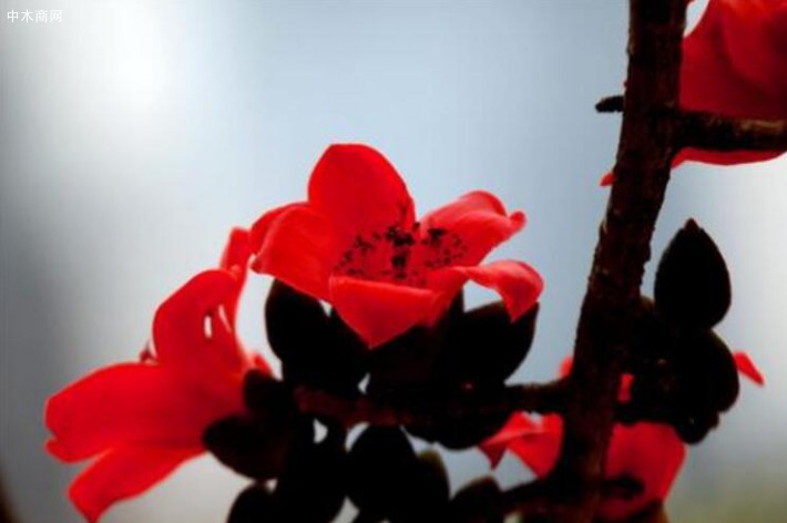早春二月,木棉花苞炸開赤紅的花瓣火苗一樣躥出