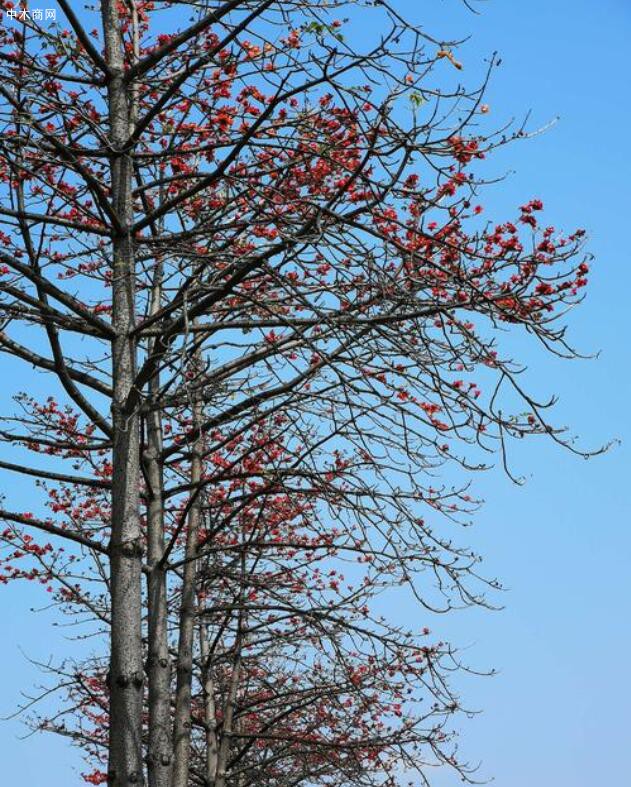 早春二月,木棉花苞炸開赤紅的花瓣火苗一樣躥出產品