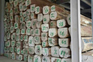 南美香花梨木原木大方廠家直銷