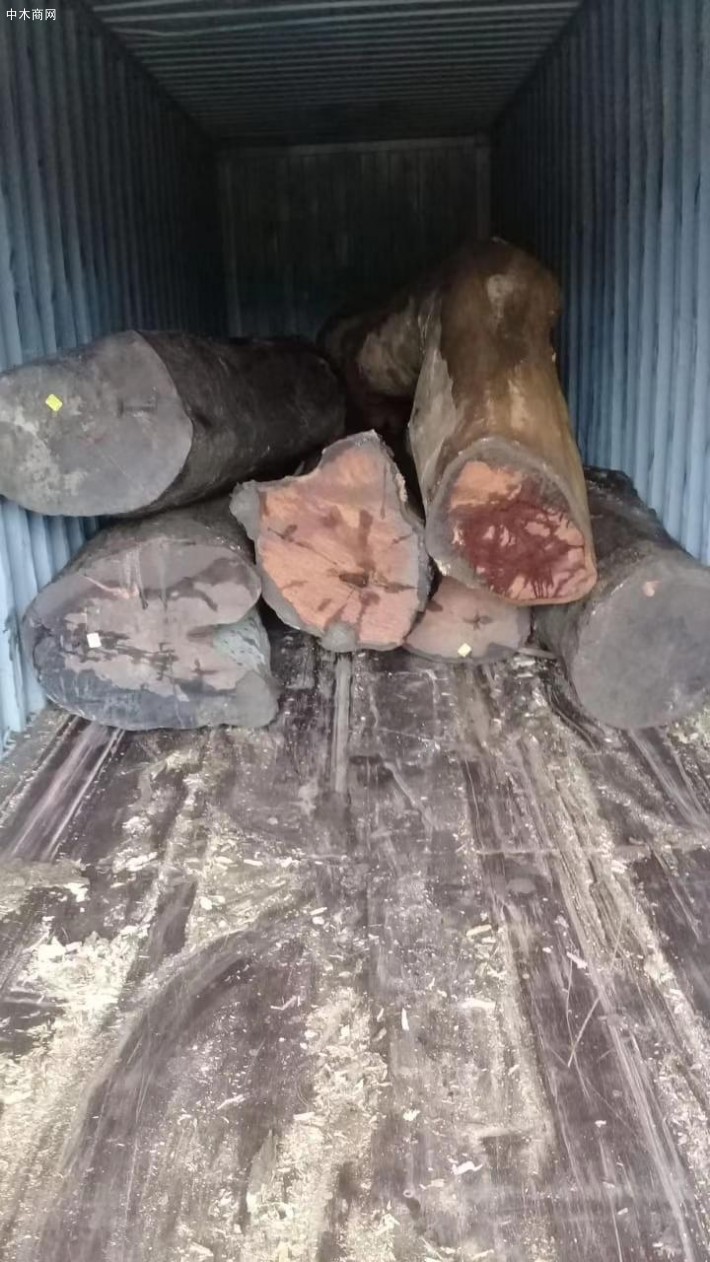 闊變豆原木大方100噸現貨低價出售