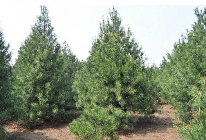 山西白皮松基地批發價格 
