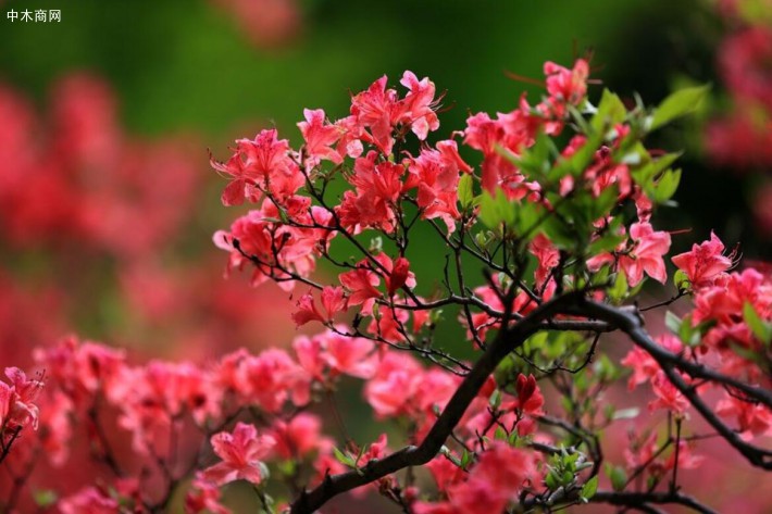 千年古樹杜鵑開花已彌足珍貴,古樹花海更是難得一見的壯美景致