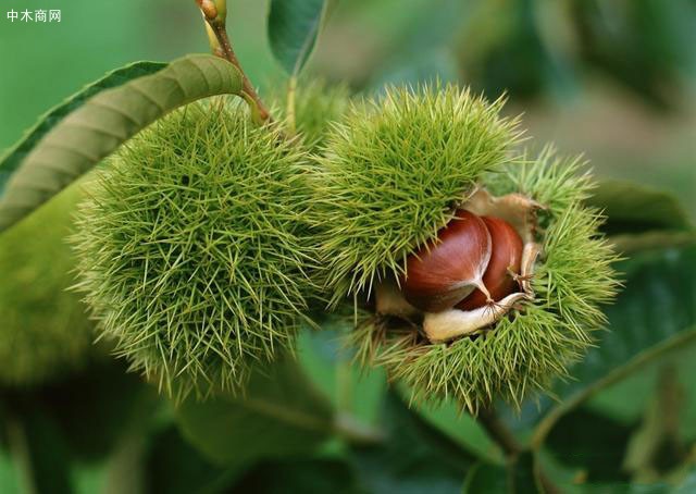 板栗樹苗種植技術(shù)?怎樣才能實(shí)現(xiàn)板栗高產(chǎn)?這里干貨滿滿速來學(xué)習(xí)
