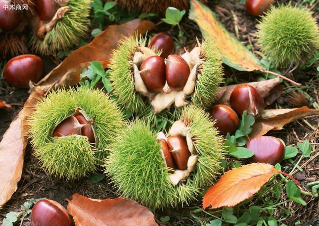 板栗樹苗種植技術(shù)?怎樣才能實(shí)現(xiàn)板栗高產(chǎn)?這里干貨滿滿速來學(xué)習(xí)圖片