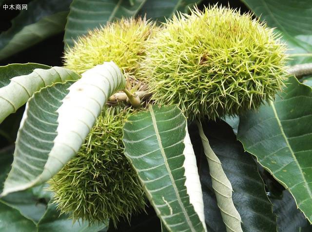 板栗樹苗種植技術(shù)?怎樣才能實(shí)現(xiàn)板栗高產(chǎn)?這里干貨滿滿速來學(xué)習(xí)價(jià)格