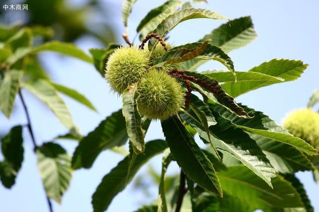 板栗樹苗種植技術(shù)?怎樣才能實(shí)現(xiàn)板栗高產(chǎn)?這里干貨滿滿速來學(xué)習(xí)產(chǎn)品