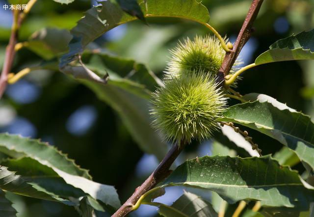 板栗樹苗種植技術(shù)?怎樣才能實(shí)現(xiàn)板栗高產(chǎn)?這里干貨滿滿速來學(xué)習(xí)供應(yīng)