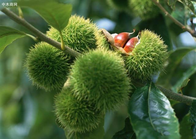 板栗樹苗種植技術(shù)?怎樣才能實(shí)現(xiàn)板栗高產(chǎn)