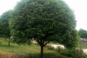 基地批發(fā)大桂花樹苗木