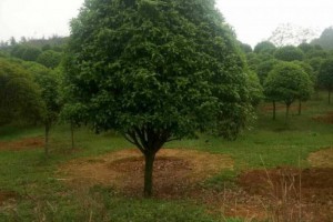 園林綠化桂花樹苗木批發(fā)