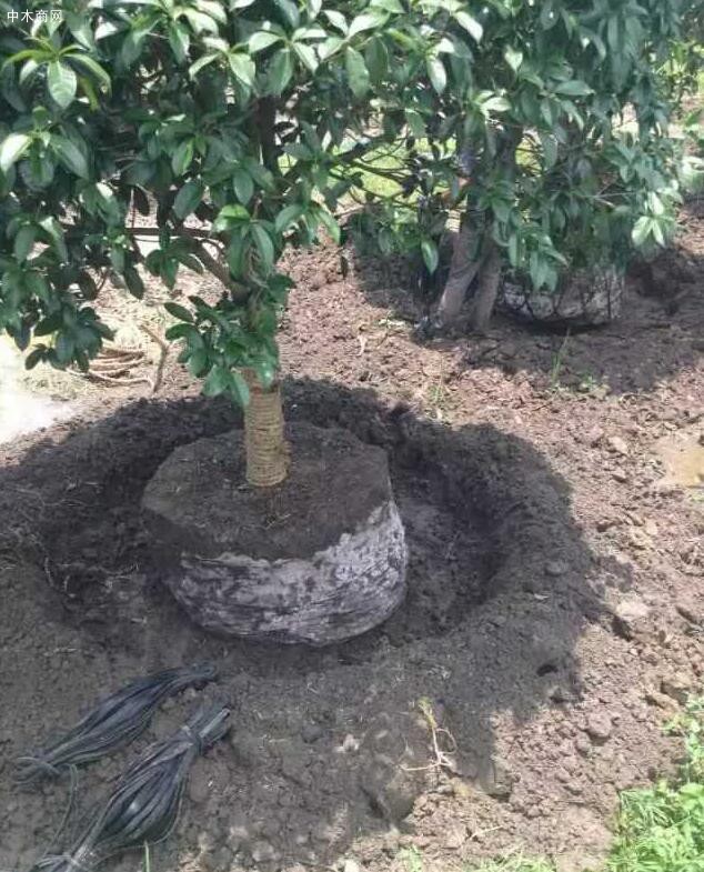 袋裝桂花樹苗木,移栽簡單