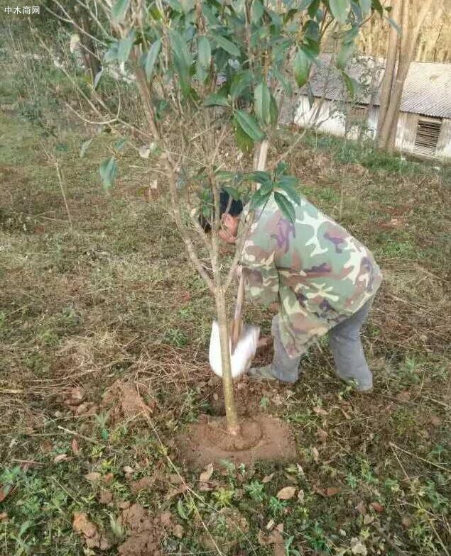 袋裝桂花樹苗木,移栽簡單價格