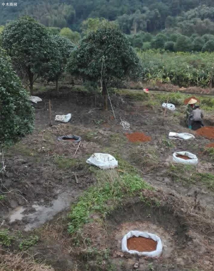 袋裝桂花樹苗木,移栽簡單廠家