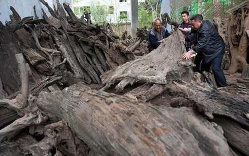 3噸極其珍貴的金絲楠木,為什么將其暴曬6年就成為普通柴火