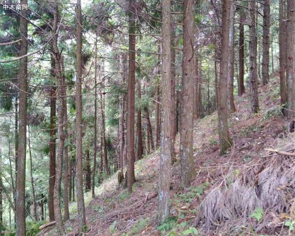 云南香杉木原木原產(chǎn)地直銷,價(jià)格便宜