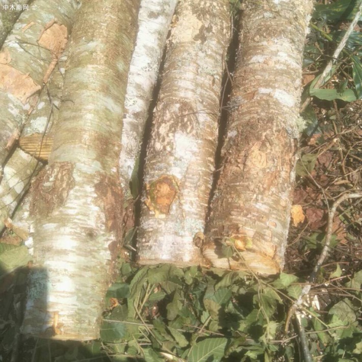 云南西南樺木原木原產地高清視頻