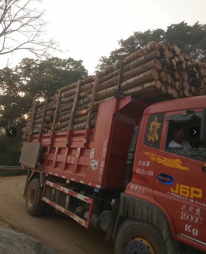 云南西南樺木原木原產地高清視頻廠家