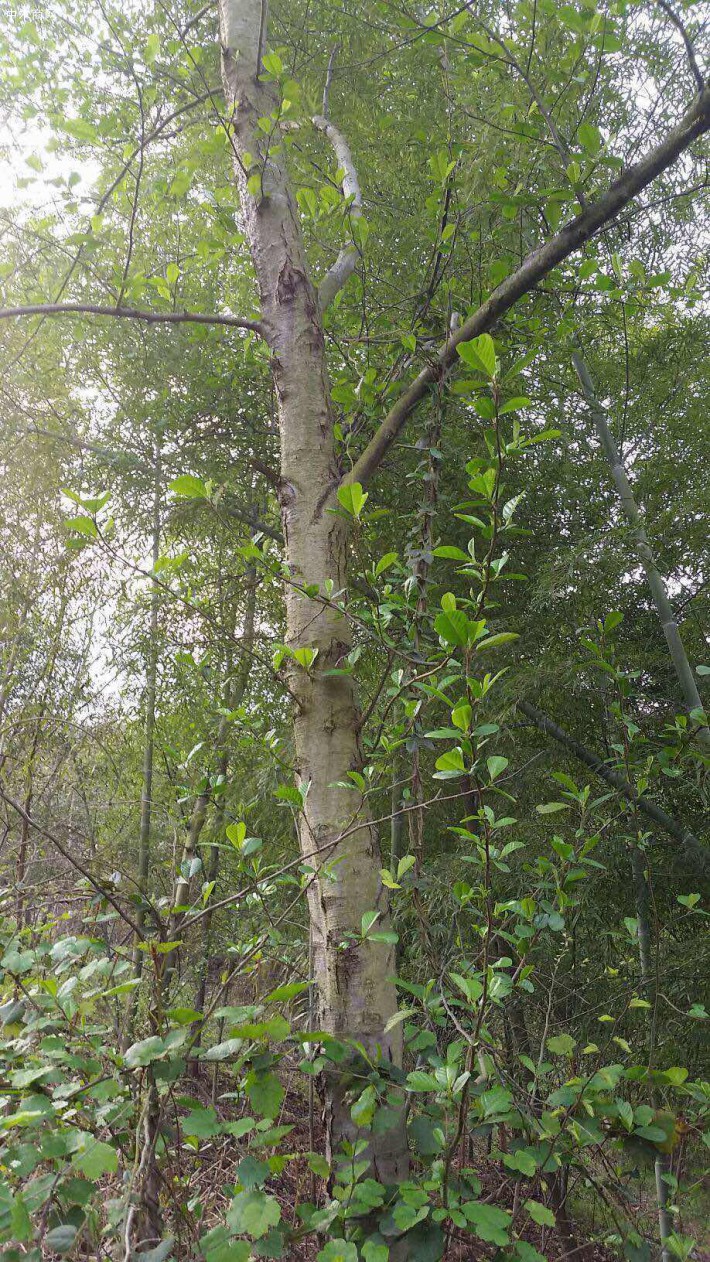 云南水冬瓜木原木原產地高清視頻