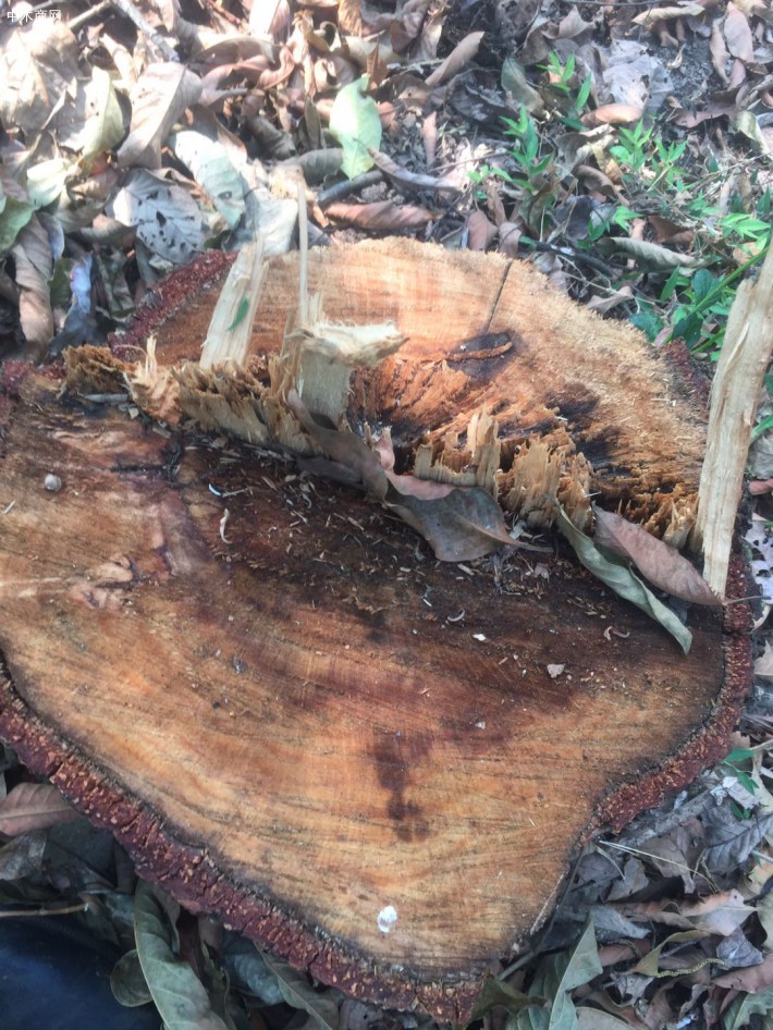 云南水冬瓜木原木原產地高清視頻廠家