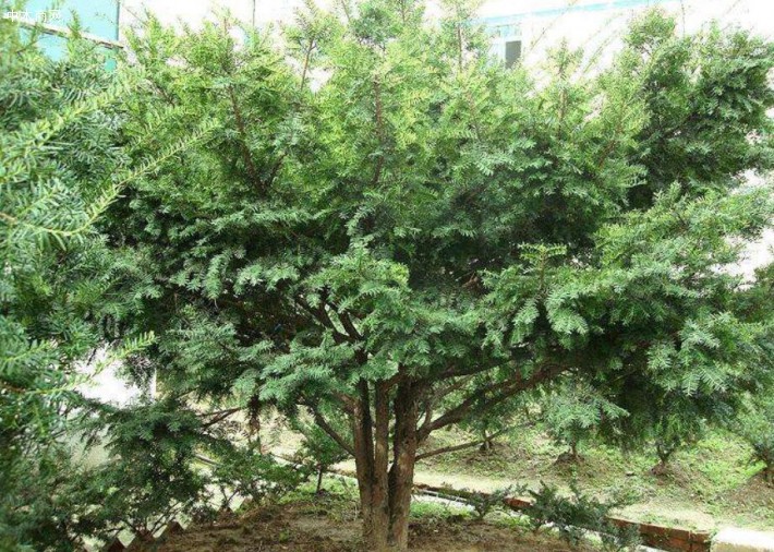 紅豆杉木頭主治功效與作用有哪些