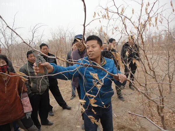 棗樹修剪技術?要想棗樹早結果幼樹修剪很重要!夏為主冬為輔產品