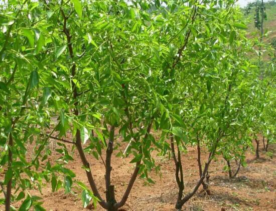 棗樹修剪技術?要想棗樹早結果幼樹修剪很重要!夏為主冬為輔
