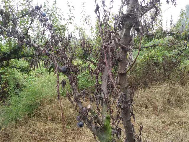病蟲危害李子樹
