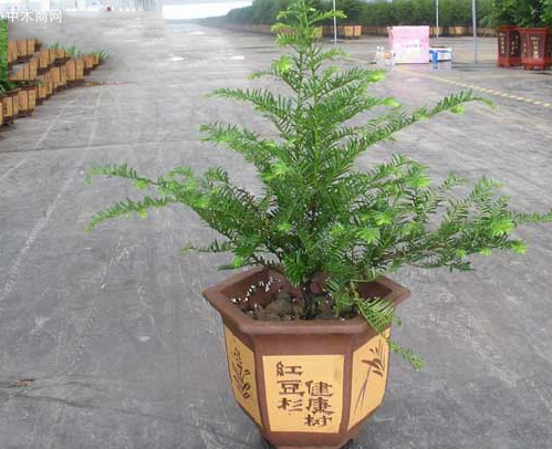 紅豆杉樹苗盆栽花卉,室內植物南方紅豆杉苗,易養護紅豆杉小苗圖片