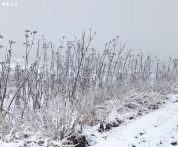 山東濰坊四月飄雪,剛冒芽的香椿樹遭了殃？