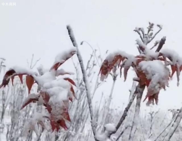 山東濰坊四月飄雪,剛冒芽的香椿樹遭了殃廠家