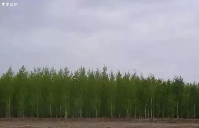北林雄株1號