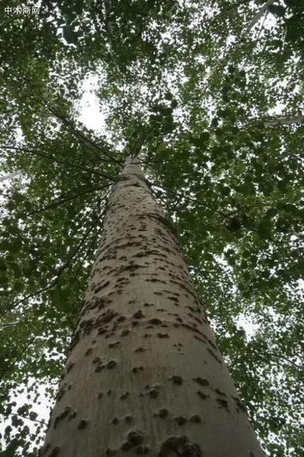關于北林雄株