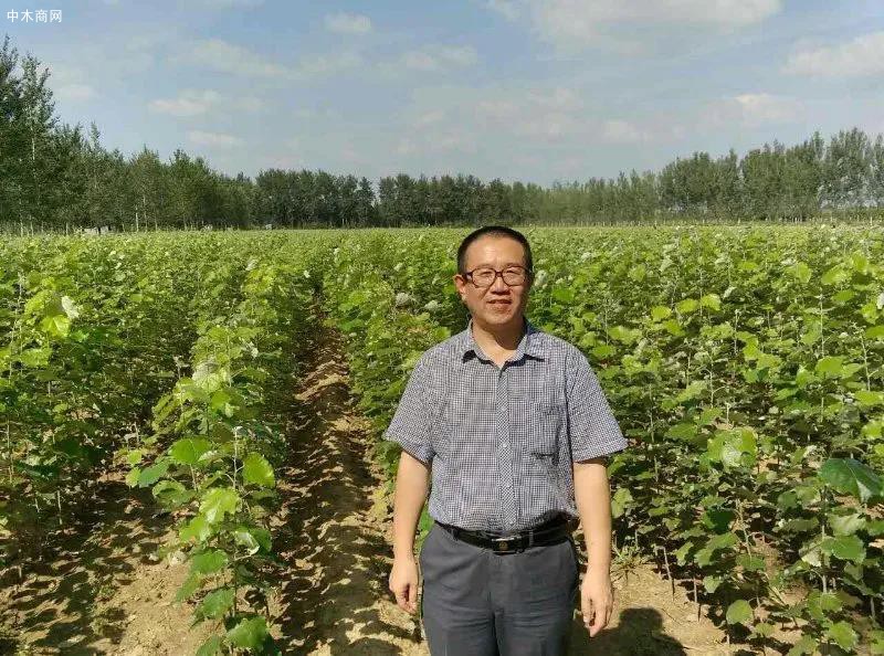 楊柳絮產生的真正原因?楊柳絮應該怎么治理?