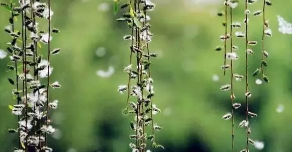 楊柳絮產生的真正原因?楊柳絮應該怎么治理?目前都有哪些方法?